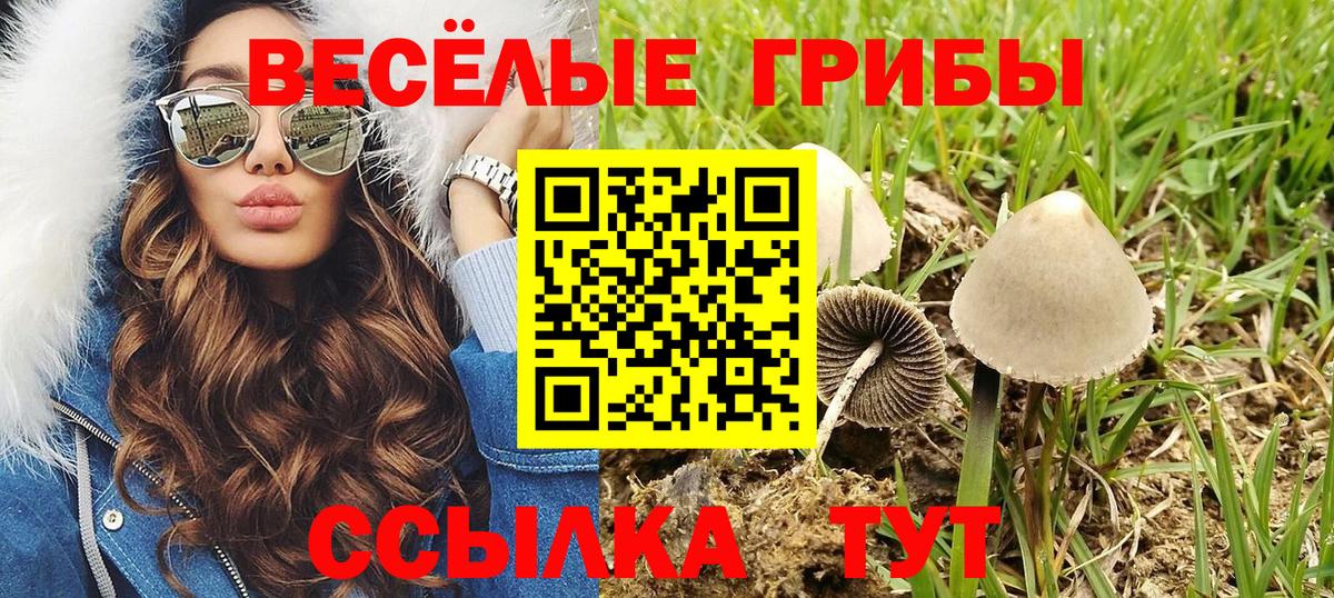 Галлюциногенные грибы Psilocybe Сарапул